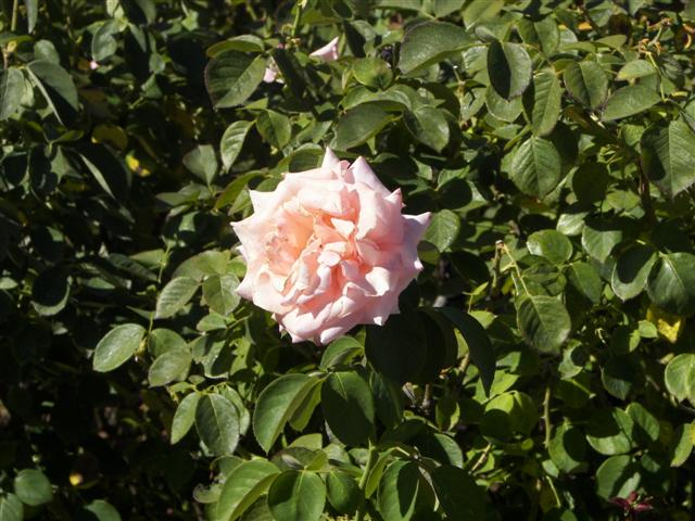 Roses in the garden #18 of 51 (#3390)