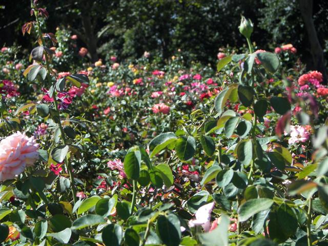 Roses in the garden #19 of 51 (#3391)