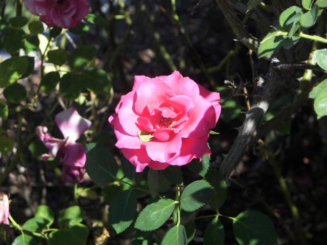 Roses in the garden #20 of 51 (#3394)