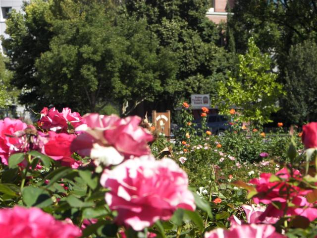 Roses in the garden #21 of 51 (#3395)