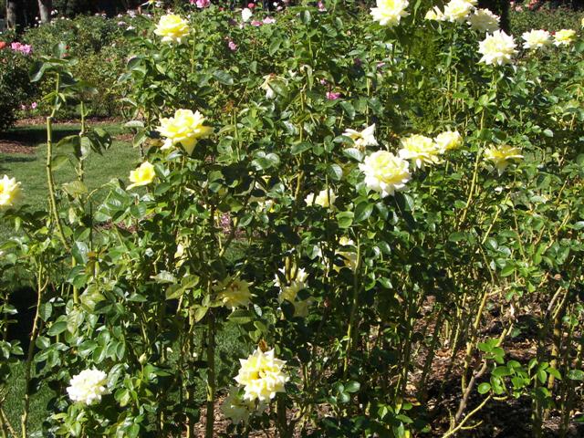 Roses in the garden #22 of 51 (#3397)