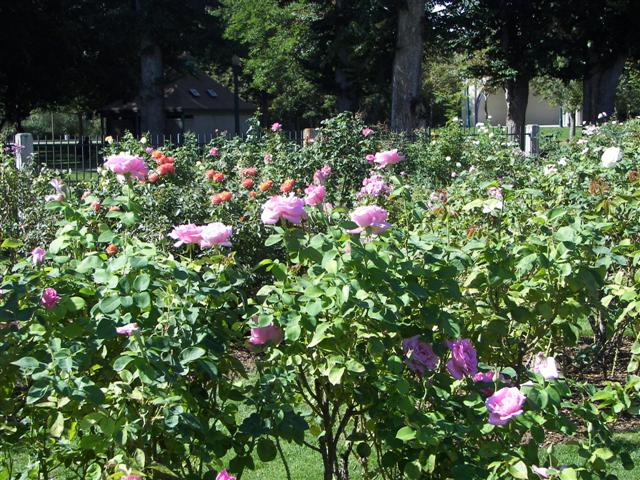 Roses in the garden #23 of 51 (#3398)