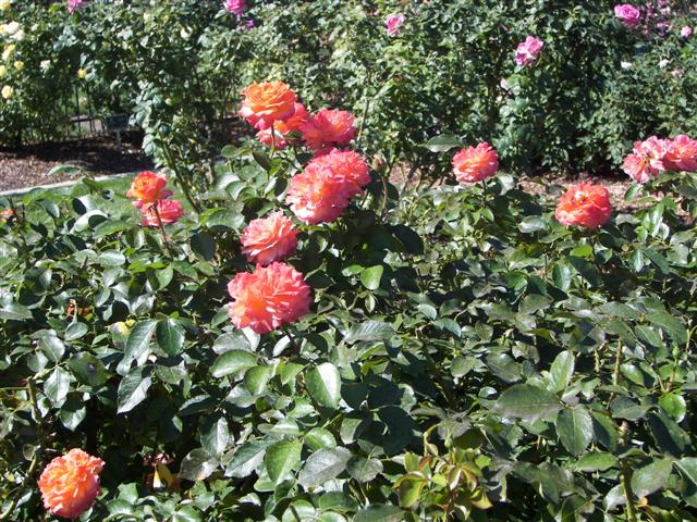 Roses in the garden #24 of 51 (#3399)
