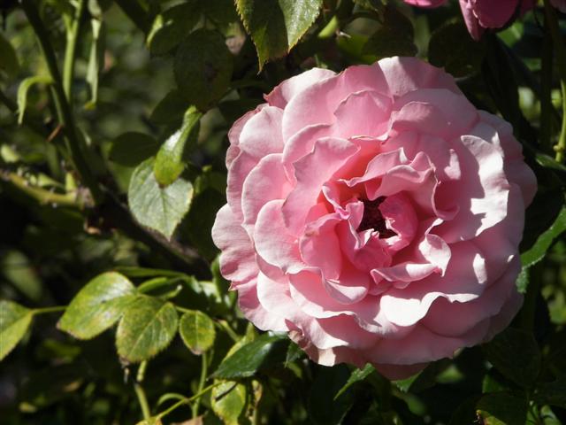 Roses in the garden #25 of 51 (#3400)