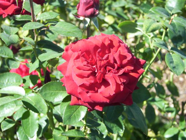 Roses in the garden #26 of 51 (#3401)