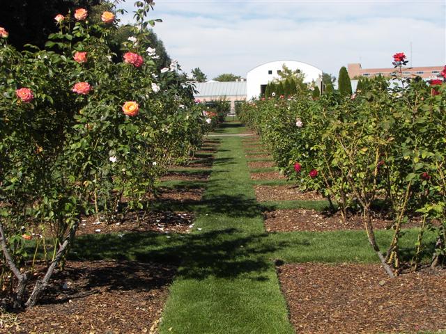Pathways in the garden #37 of 51 (#3402)