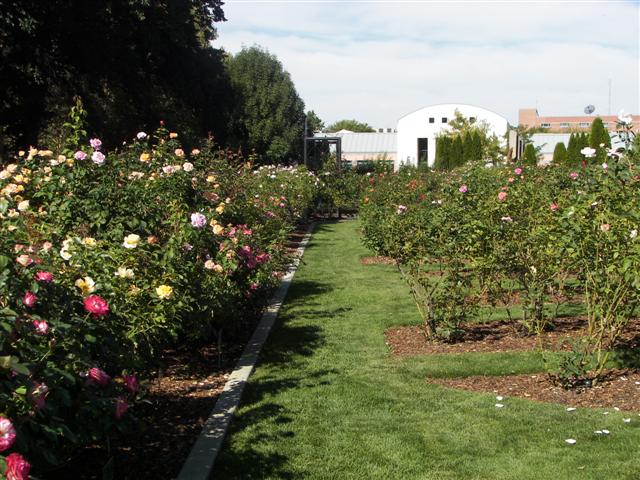 Pathways in the garden #38 of 51 (#3403)