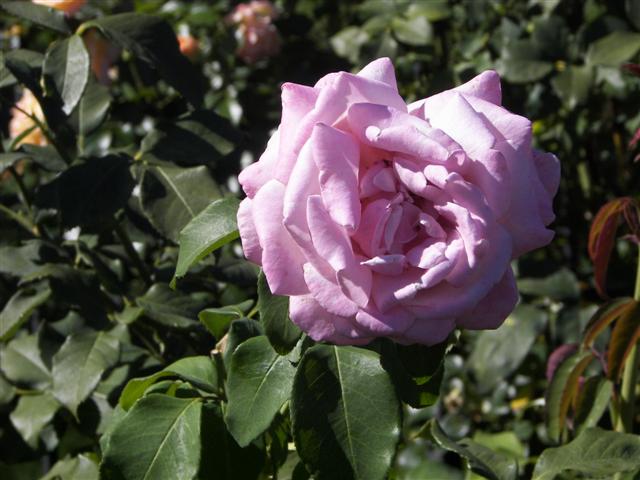 Roses in the garden #27 of 51 (#3404)
