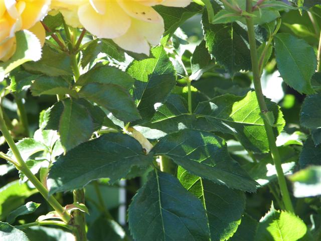Roses in the garden #28 of 51 (#3405)