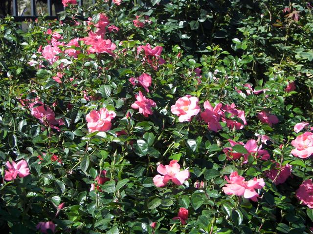 Roses in the garden #29 of 51 (#3406)
