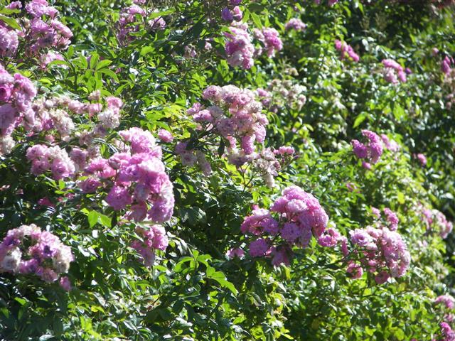 Roses in the garden #30 of 51 (#3410)