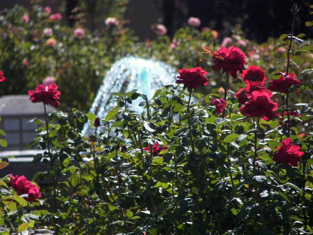 Fountains in the garden #48 of 51 (#3411)