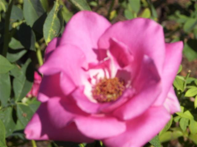 Roses in the garden #31 of 51 (#3412)