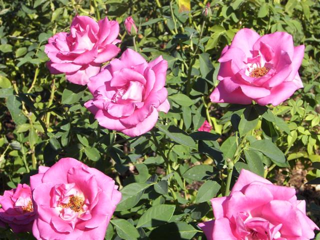 Roses in the garden #33 of 51 (#3414)