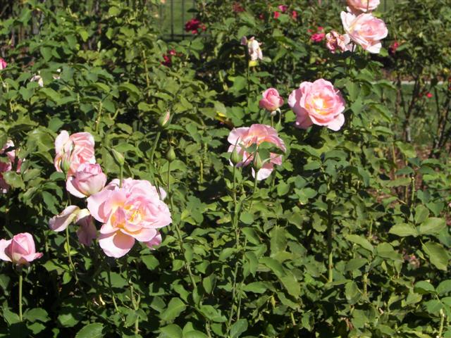 Roses in the garden #34 of 51 (#3415)