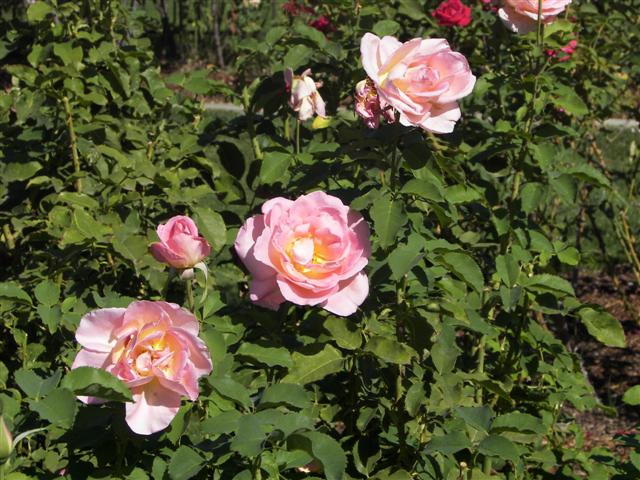 Roses in the garden #35 of 51 (#3416)