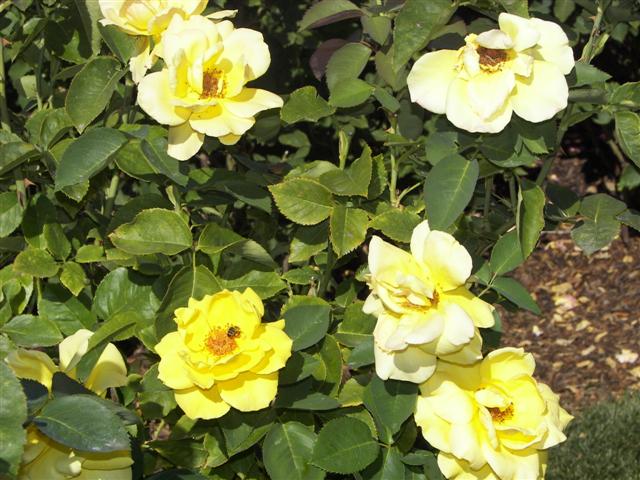 Roses in the garden #36 of 51 (#3417)