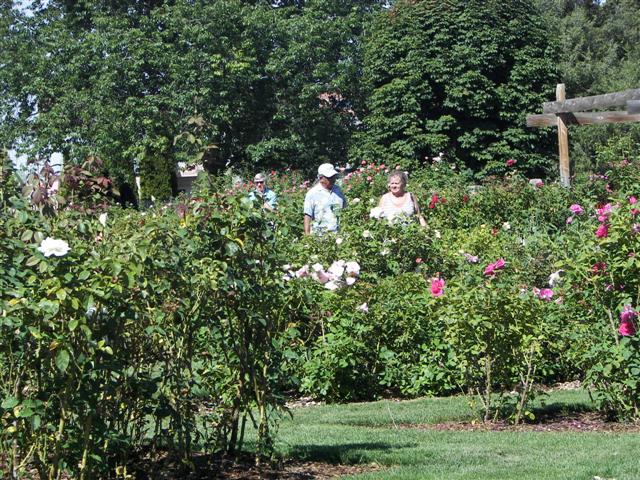 Pathways in the garden #40 of 51 (#3418)