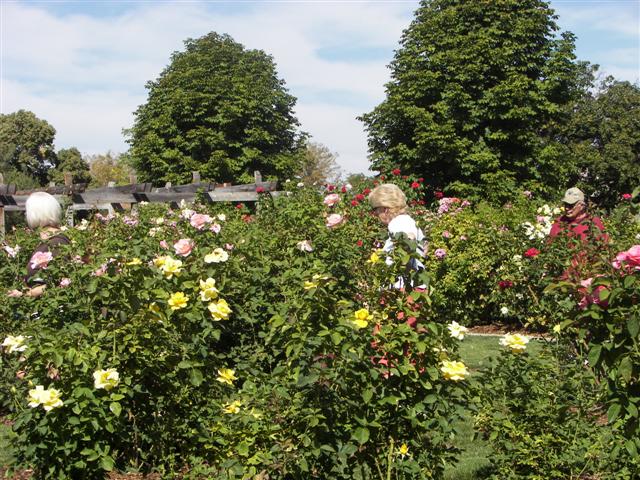 Pathways in the garden #41 of 51 (#3419)