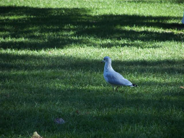 Park along Columbia River in Richland WA #3 of 7 (#3529)