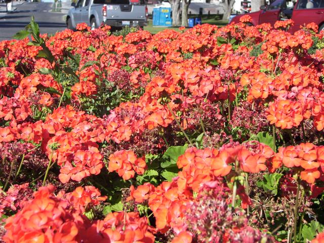 Park along Columbia River in Richland WA #7 of 7 (#3548)