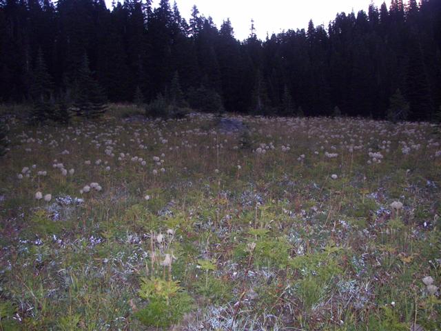 Trees and plants around Mt. Rainier #1 0f 11 (#3581)
