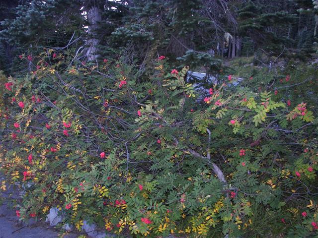 Trees and plants around Mt. Rainier #2 0f 11 (#3605)