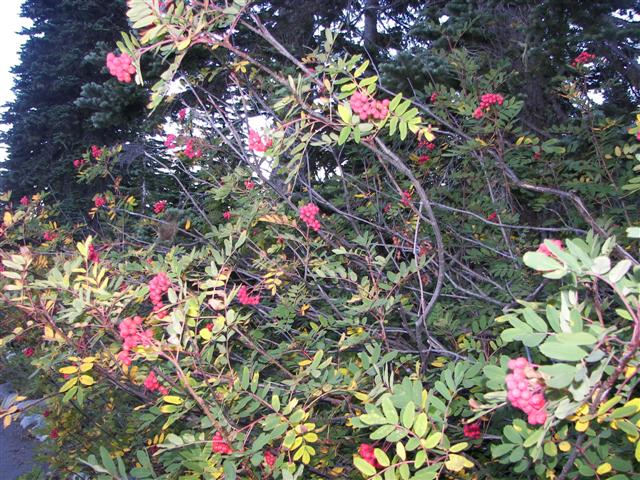 Trees and plants around Mt. Rainier #3 0f 11 (#3606)
