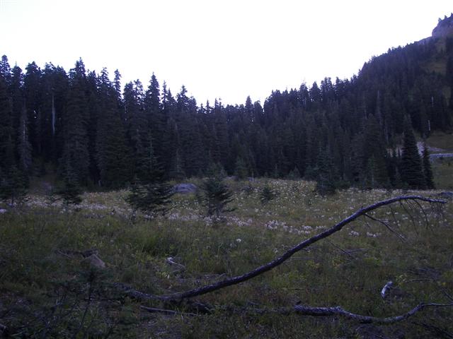 Trees and plants around Mt. Rainier #4 0f 11 (#3609)