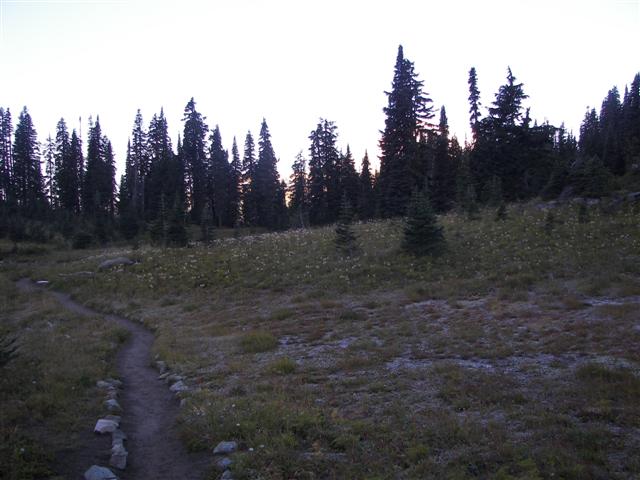 Trees and plants around Mt. Rainier #5 0f 11 (#3626)