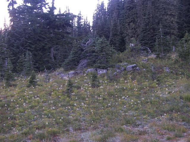 Trees and plants around Mt. Rainier #6 0f 11 (#3629)