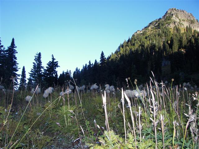 Trees and plants around Mt. Rainier #7 0f 11 (#3630)