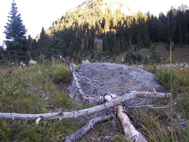 Trees and plants around Mt. Rainier #8 0f 11 (#3634)