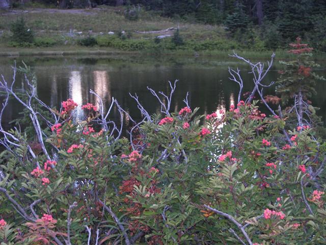 Trees and plants around Mt. Rainier #9 0f 11 (#3642)