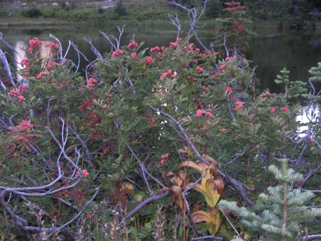 Trees and plants around Mt. Rainier #10 0f 11 (#3643)