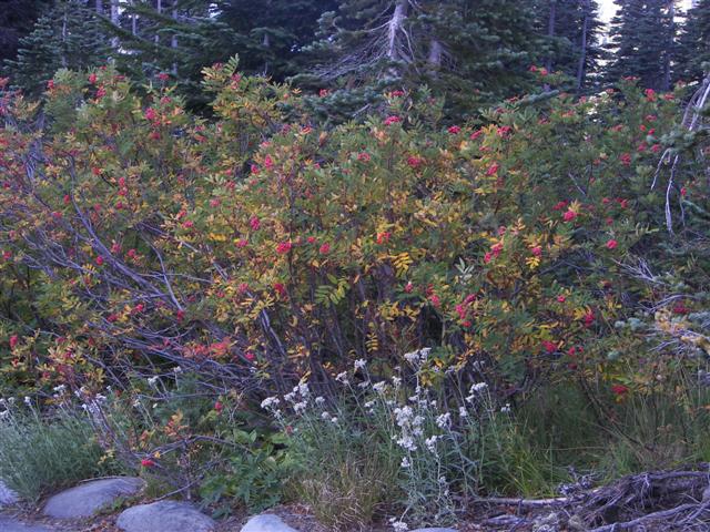 Trees and plants around Mt. Rainier #11 0f 11 (#3645)