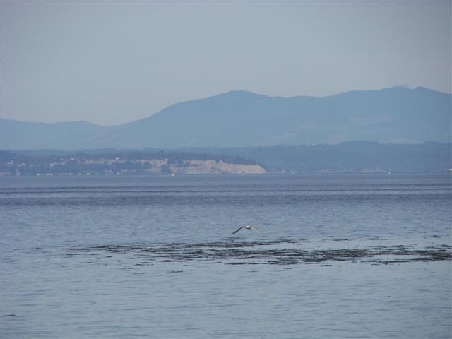 Puget Sound #9 of 15 (#3678)