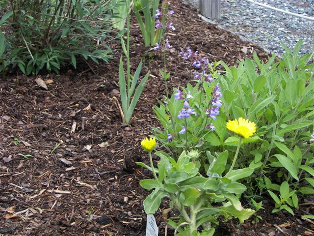 Lost River native flowers #1 of 15 (#1098)