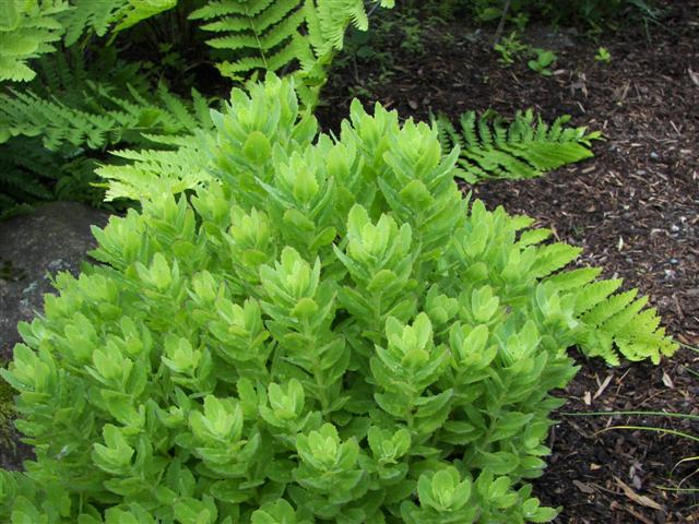 Lost River native flowers #2 of 15 (#1099)