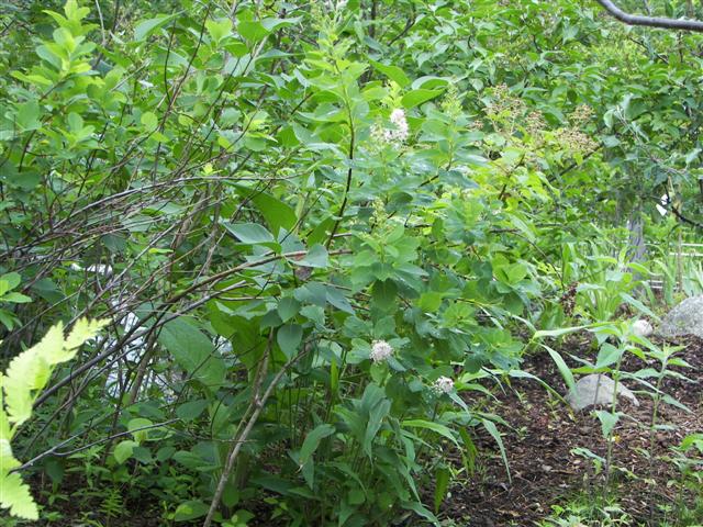 Lost River native flowers #4 of 15 (#1101)