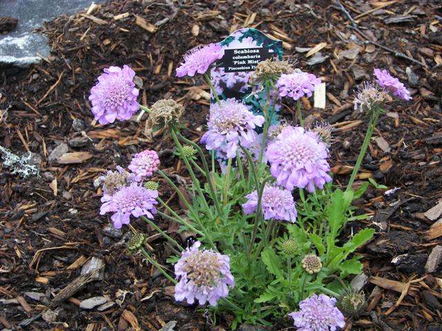 Lost River native flowers #5 of 15 (#1102)