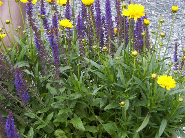 Lost River native flowers #6 of 15 (#1103)