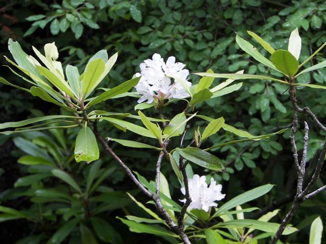 Lost River native flowers #7 of 15 (#1104)