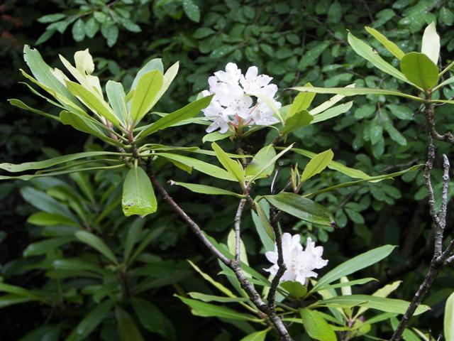 Lost River native flowers #8 of 15 (#1106)