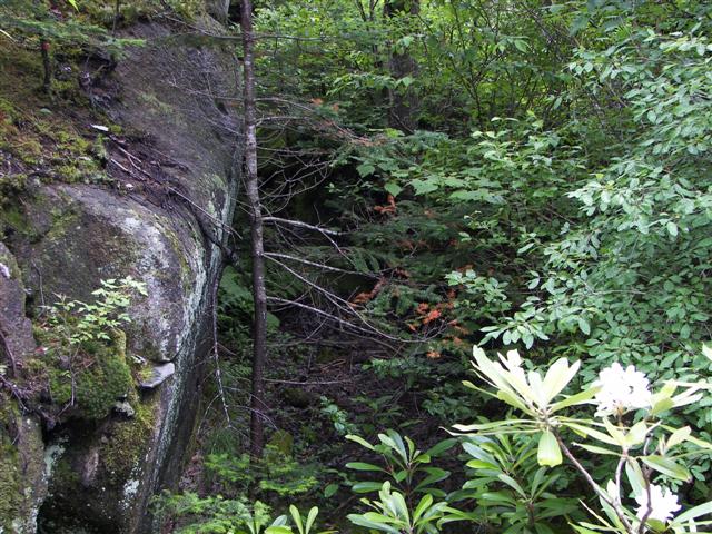 Lost River native flowers #9 of 15 (#1107)