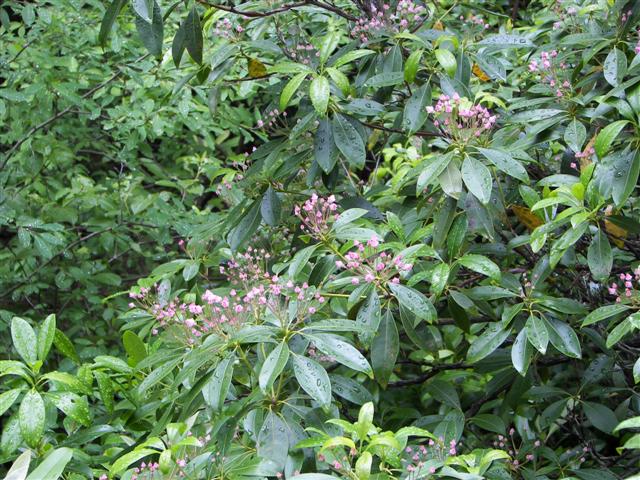 Lost River native flowers #10 of 15 (#1108)