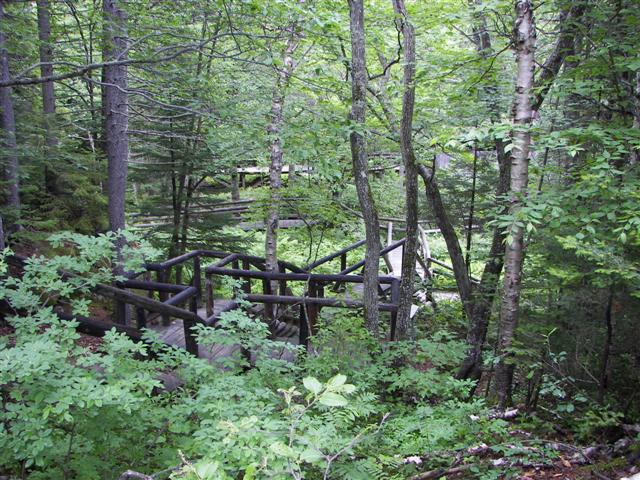 Lost River native flowers #11 of 15 (#1109)