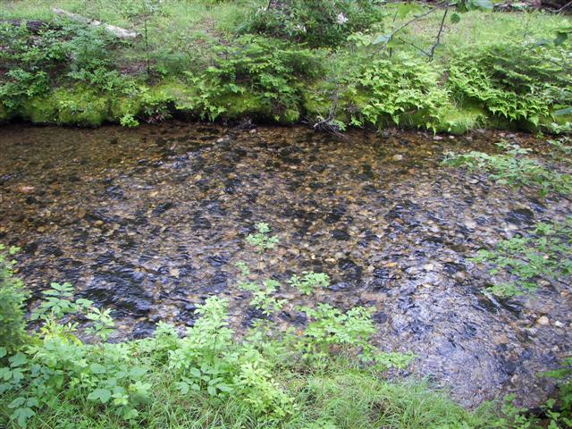 Lost River native flowers #12 of 15 (#1110)