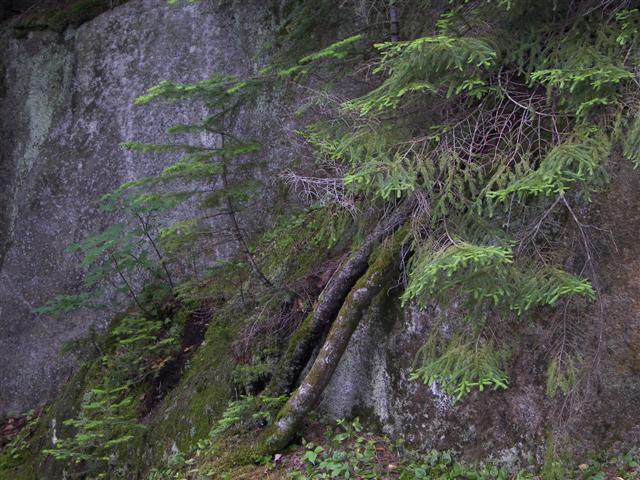 Lost River native flowers #13 of 15 (#1111)