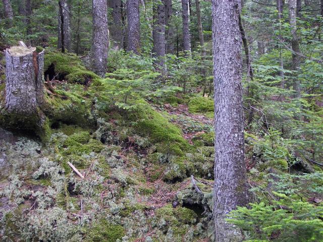 Lost River native flowers #14 of 15 (#1112)